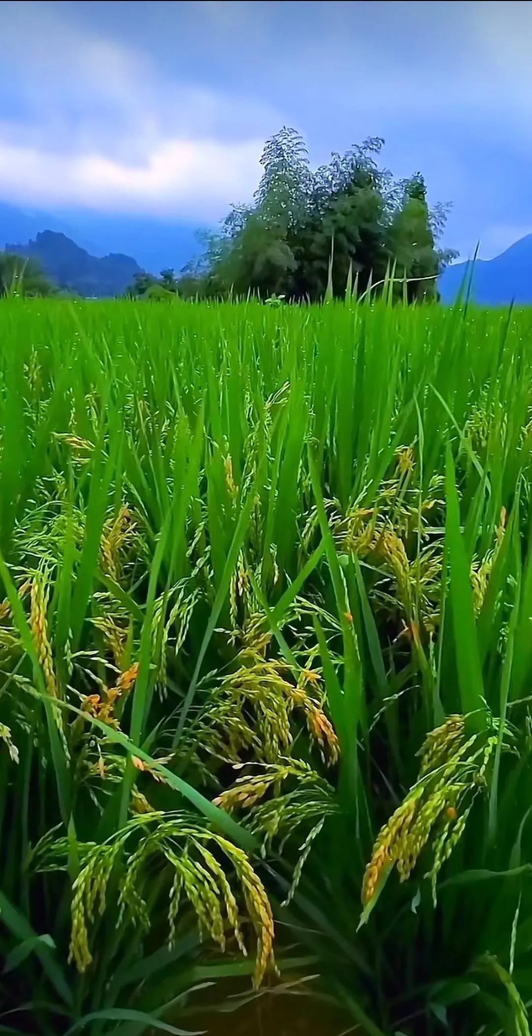 稻花香上市最新消息｜稻花香新品上市资讯