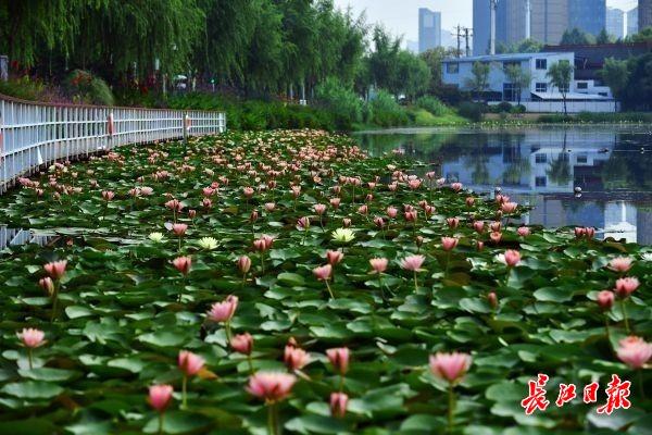 沙湖机场最新资讯速览：航班动态与建设进展全解析