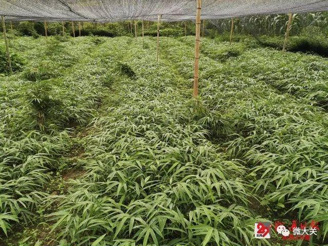 昭通至麻柳湾最新实时路况全解析