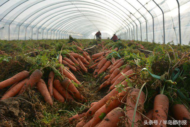 莱西地区招聘热潮来袭！招募热情洋溢的“萝卜挖掘达人”助力丰收季节